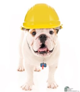 Keep pets safe during home additions.