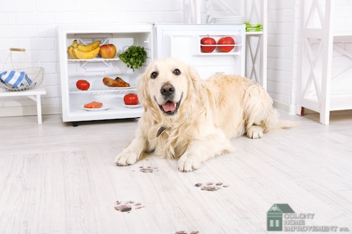 Create a pet-friendly home with remodeling contractors.