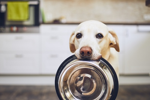 Kitchen remodeling should keep your pet's needs in mind.
